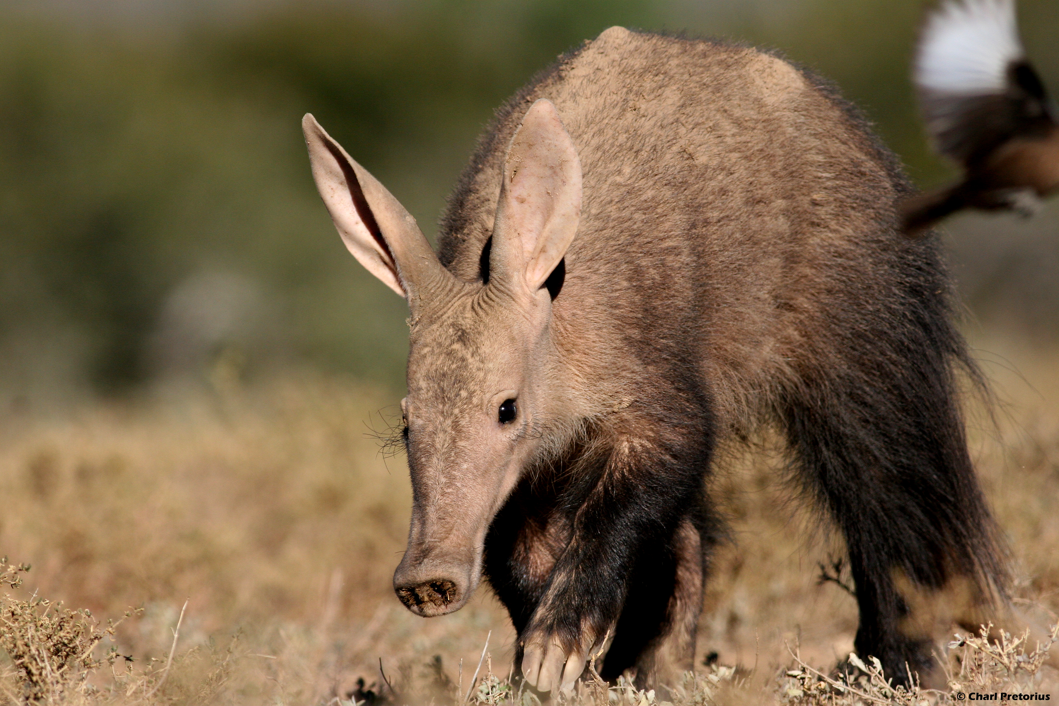 Aardvark Facts, History, Useful Information and Amazing Pictures