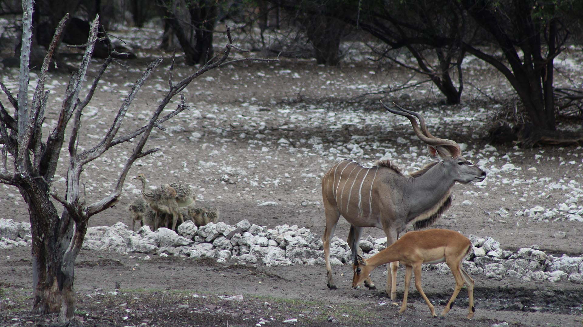 Kudu and springbok