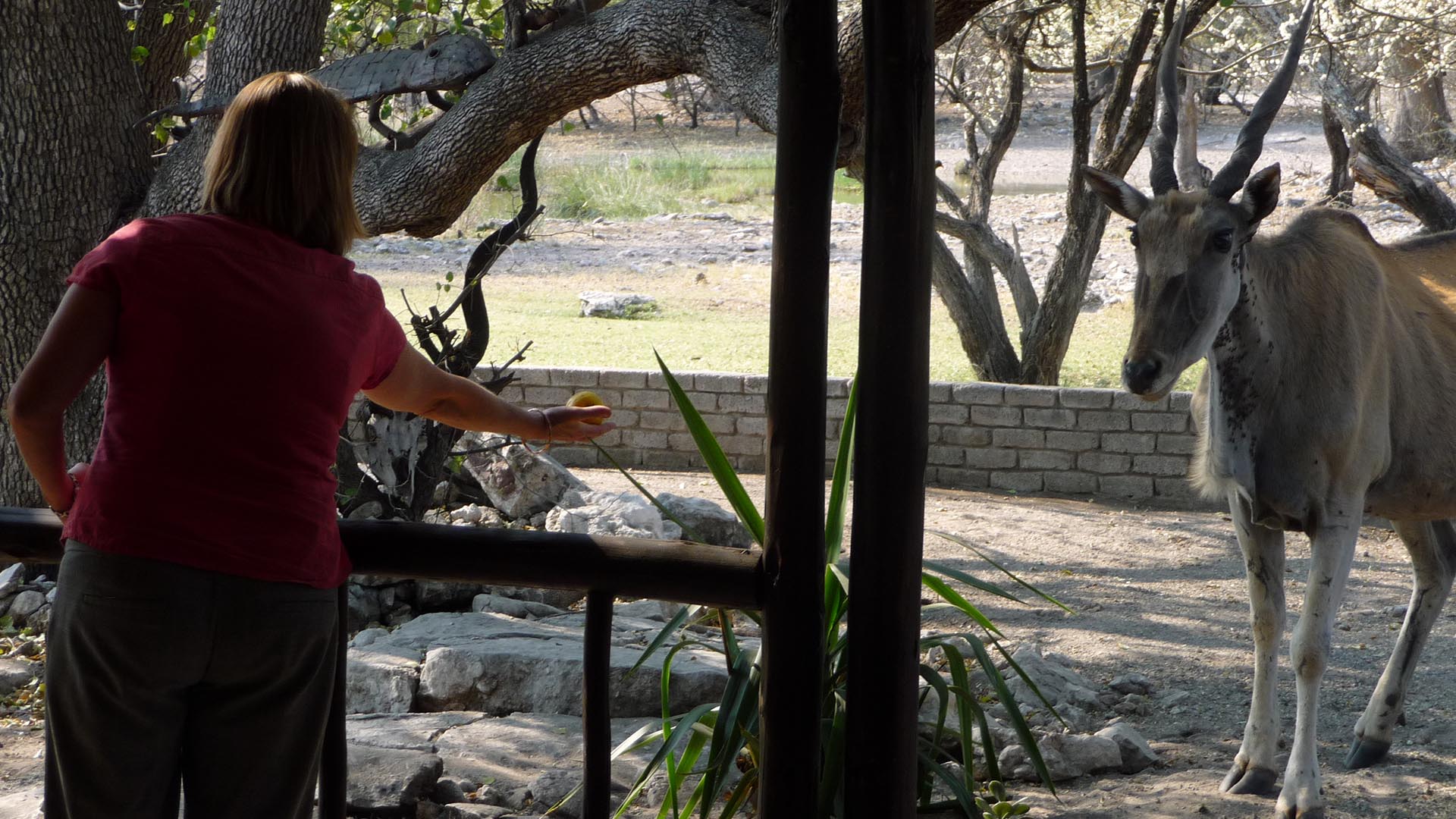 A woman interacting with the Kudu in Thakadu bush camp