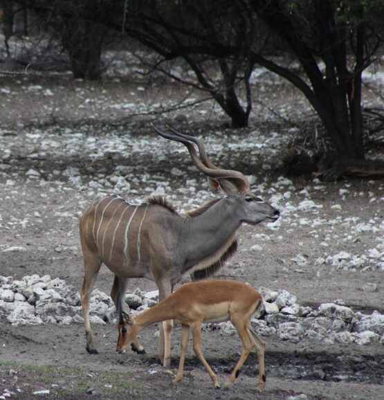 Kudu and springbok